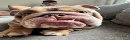 English Bulldog dogs for sale: Pig - English Bulldog - Advert 1