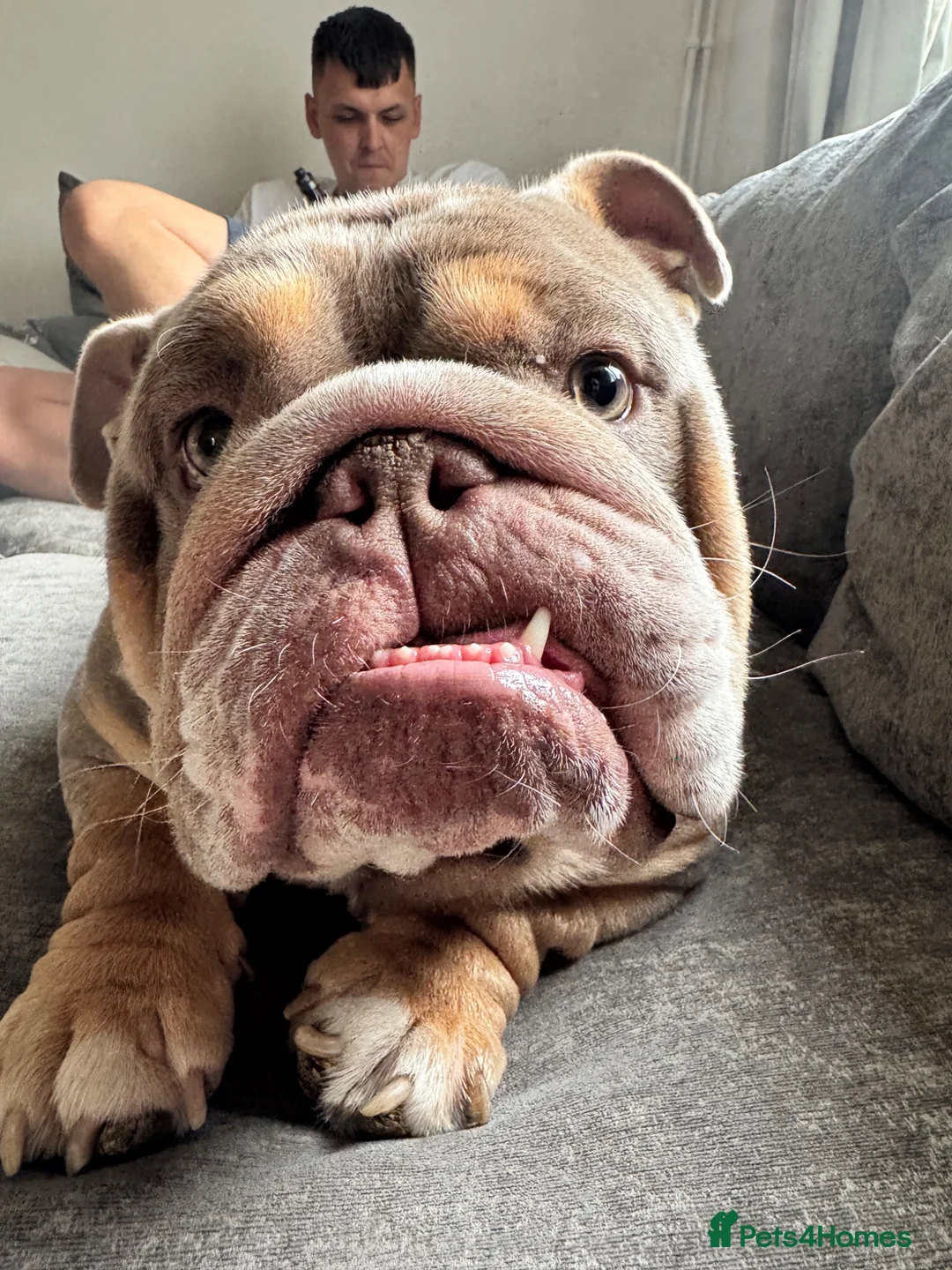 English Bulldog dogs for sale: Pig - English Bulldog - Advert 1
