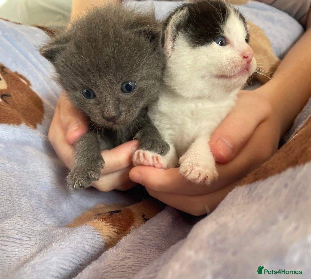 Mixed Breed cats for sale: 5 Beautiful & Friendly kittens for sale  - Advert 11