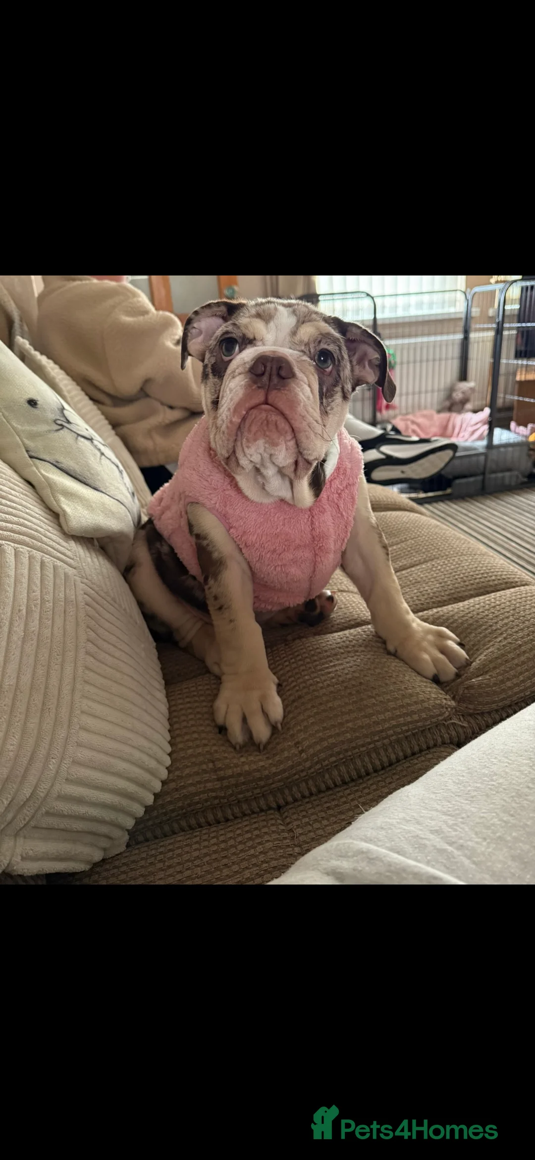 English Bulldog dogs for sale: tanned merle English bulldog  - Advert 4