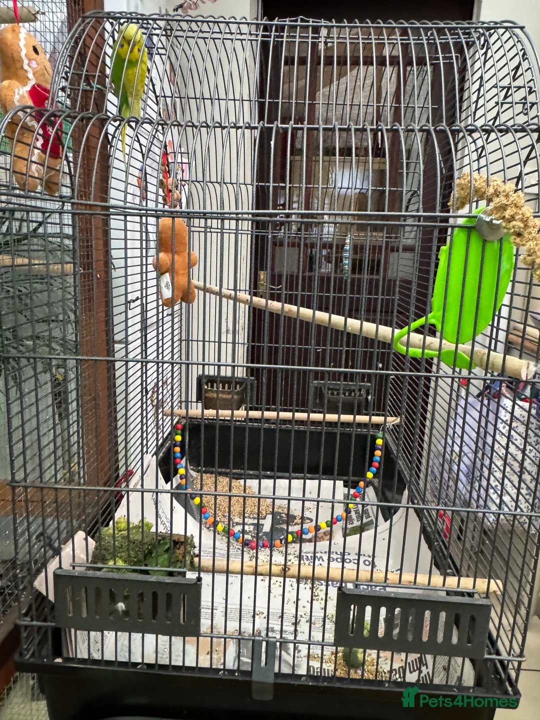 Budgerigars birds for sale: Beautiful male budgie & cage - Advert 5