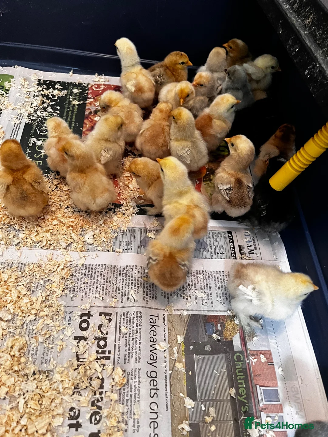 Chickens poultry for sale: Baby Pekins currently be suitable for broody hen🐥 - Advert 1