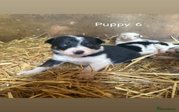 Border Collie dogs for sale: Blue Merle/ black and white border collie puppies - Image 8