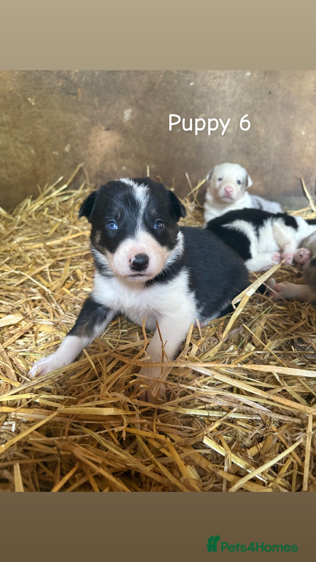 Border Collie dogs for sale: Blue Merle/ black and white border collie puppies - Image 8