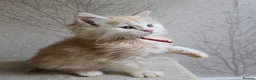 Maine Coon cats for sale: RARE Red High Silver Stunning Maine Coons Boys - Advert 10