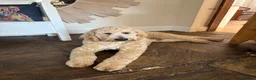 Goldendoodle dogs for stud: Goldendoodle for Stud - Advert 1