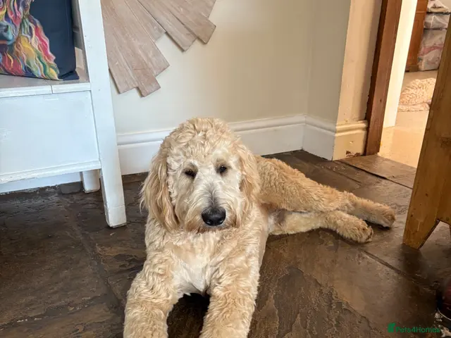 Goldendoodle dogs for stud: Goldendoodle for Stud - Advert 1