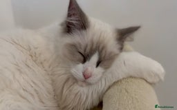 Ragdoll cats for sale: Sweet Ragdoll Cat for sale (GCCF Registered) - Image 5