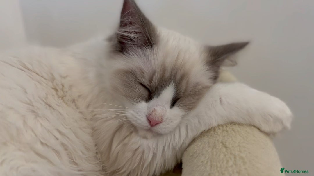 Ragdoll cats for sale: Sweet Ragdoll Cat for sale (GCCF Registered) - Image 5