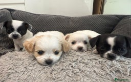 Chihuahua dogs for sale: 4 adorable chihuahua puppies  - Image 1