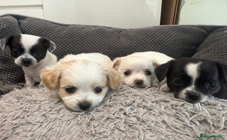 Chihuahua dogs - Advert 9
