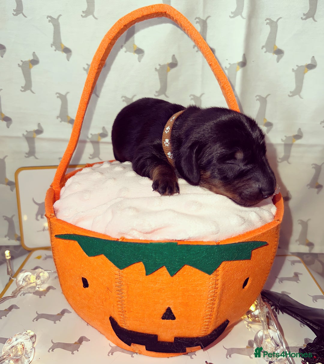 Miniature Dachshund dogs for sale: Miniature Dachshund  - Advert 4