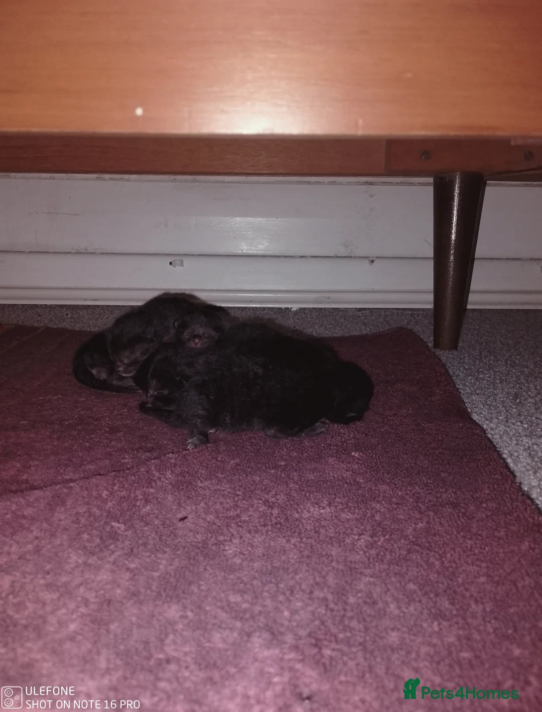 Bombay cats for sale: Bombay  - Advert 10