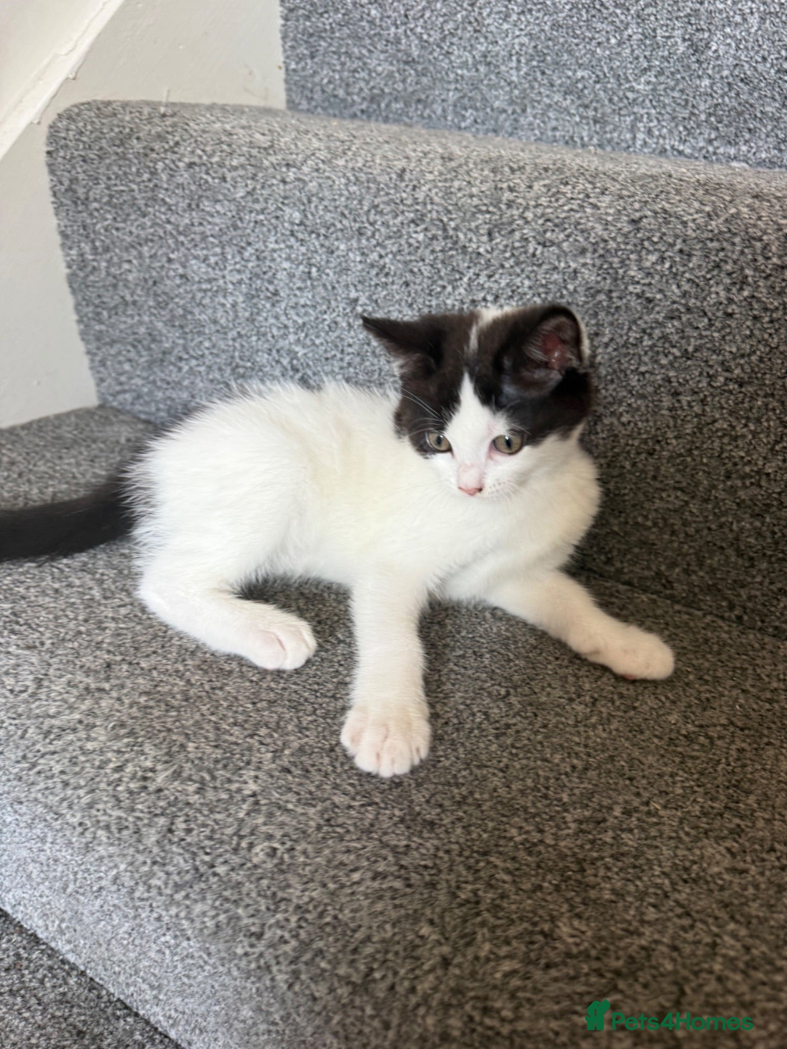 Mixed Breed cats Beautiful Ragdoll Cross Female Kittens | Ready Now - Advert 10