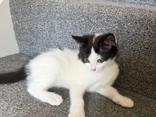 Mixed Breed cats Beautiful Ragdoll Cross Female Kittens | Ready Now - Advert 10