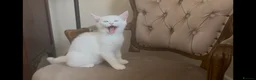 Mixed Breed cats for sale: Amazing Personalities  - Advert 6