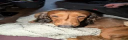 Dachshund dogs for sale: KC Registered Standard Long-haired Dachshunds  in Selby - Advert 9