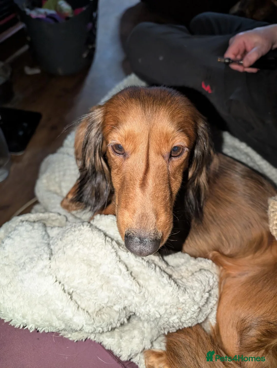 Dachshund dogs for sale: KC Registered Standard Long-haired Dachshunds  in Selby - Advert 9