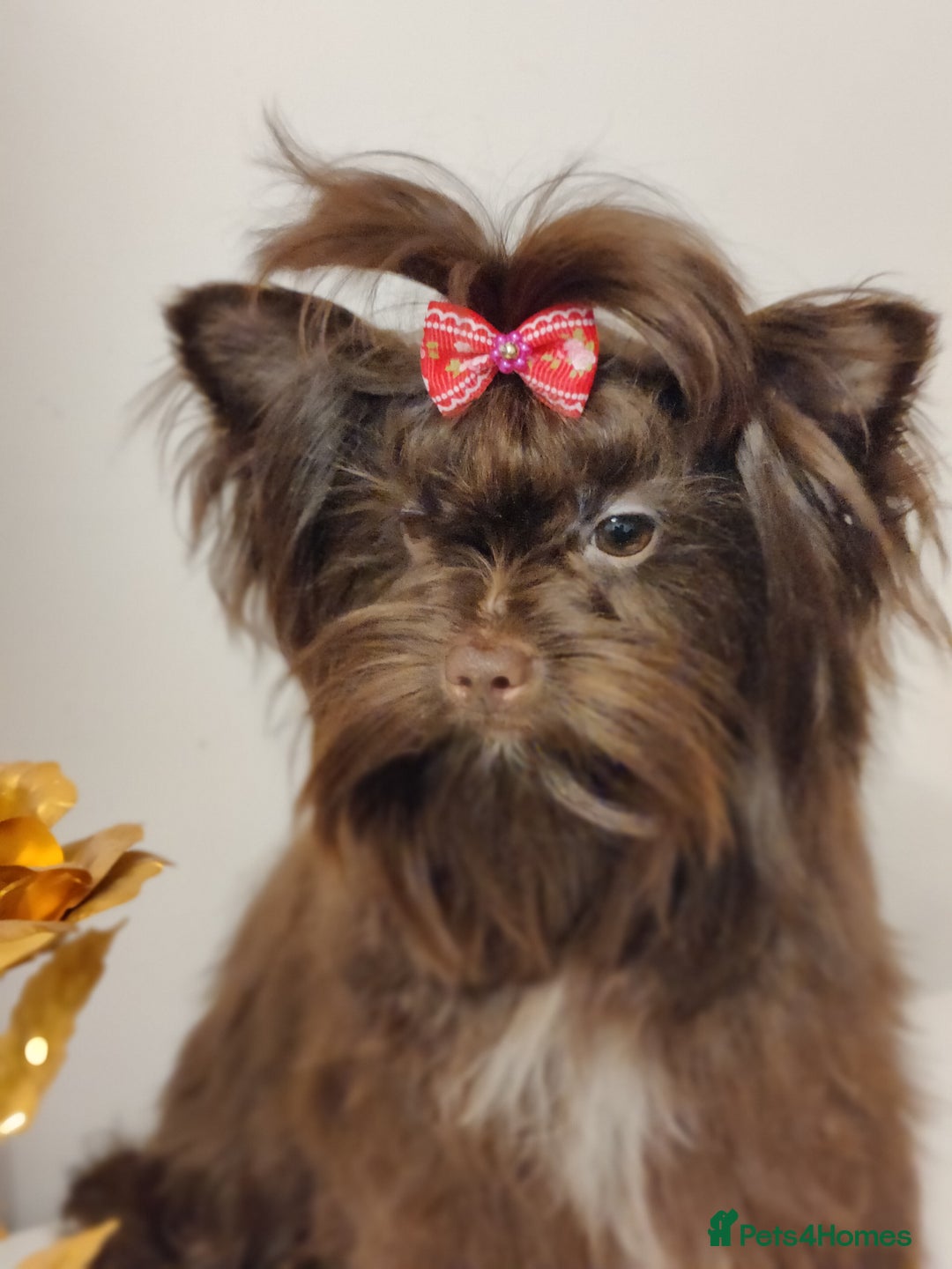 Yorkshire Terrier dogs for sale: Outstanding RARE Yorkshire terrier Chocolate - Image 25