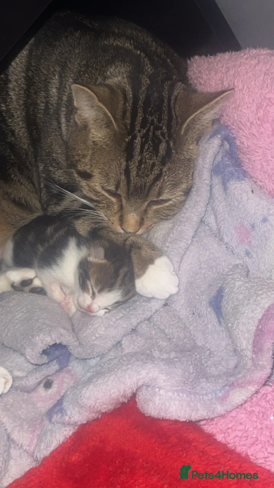 Mixed Breed cats for sale: Kittens  - Advert 1