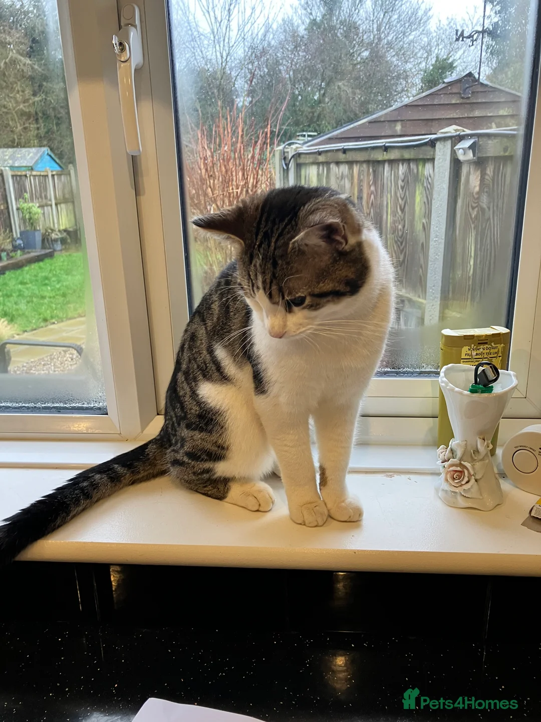 Mixed Breed cats for sale: Male cat  - Advert 1