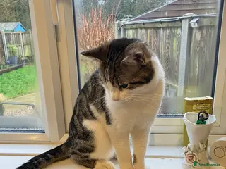 Mixed Breed cats Male cat - Advert 1