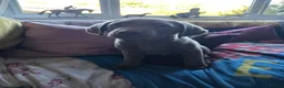 Labrador Retriever dogs for sale: Silver labradors  - Advert 9
