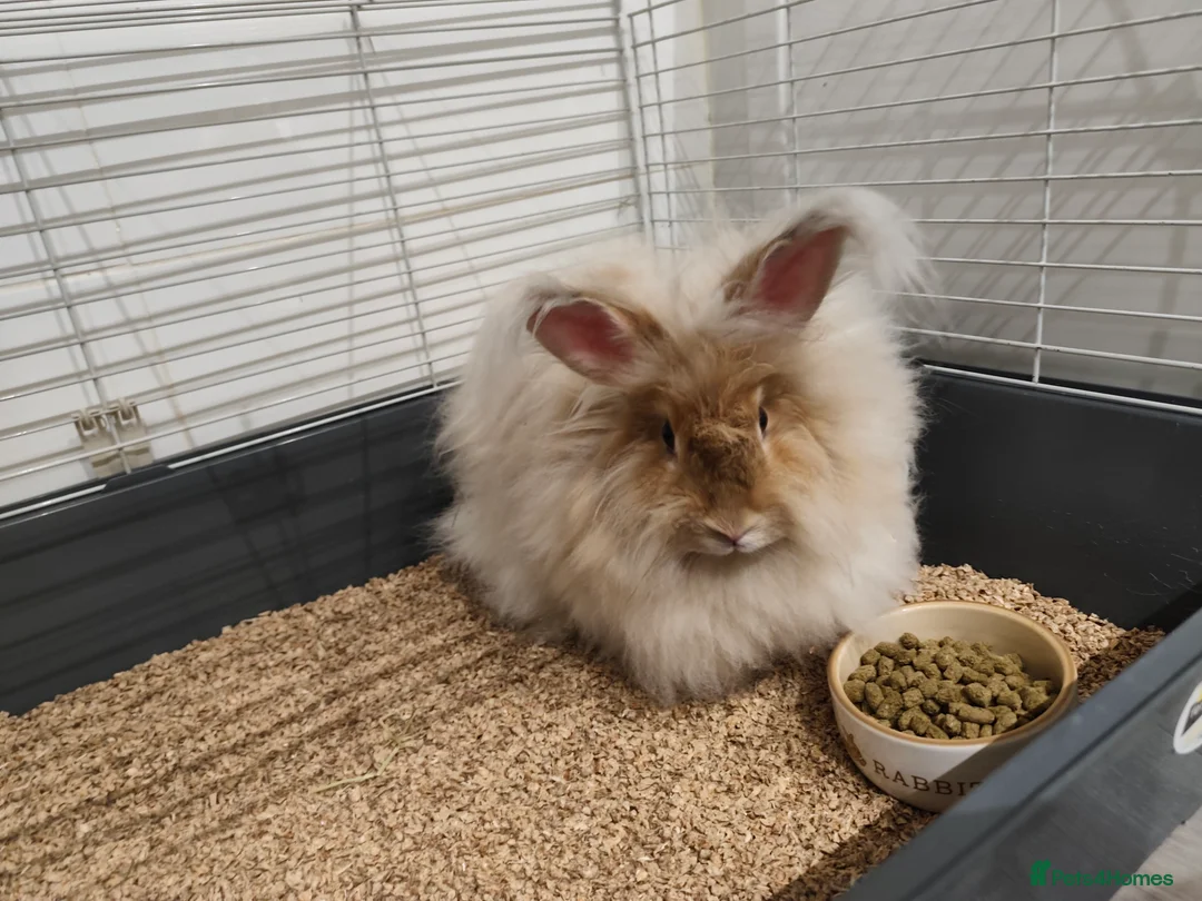 Angora rabbits for sale: Angora rabbit  - Advert 1