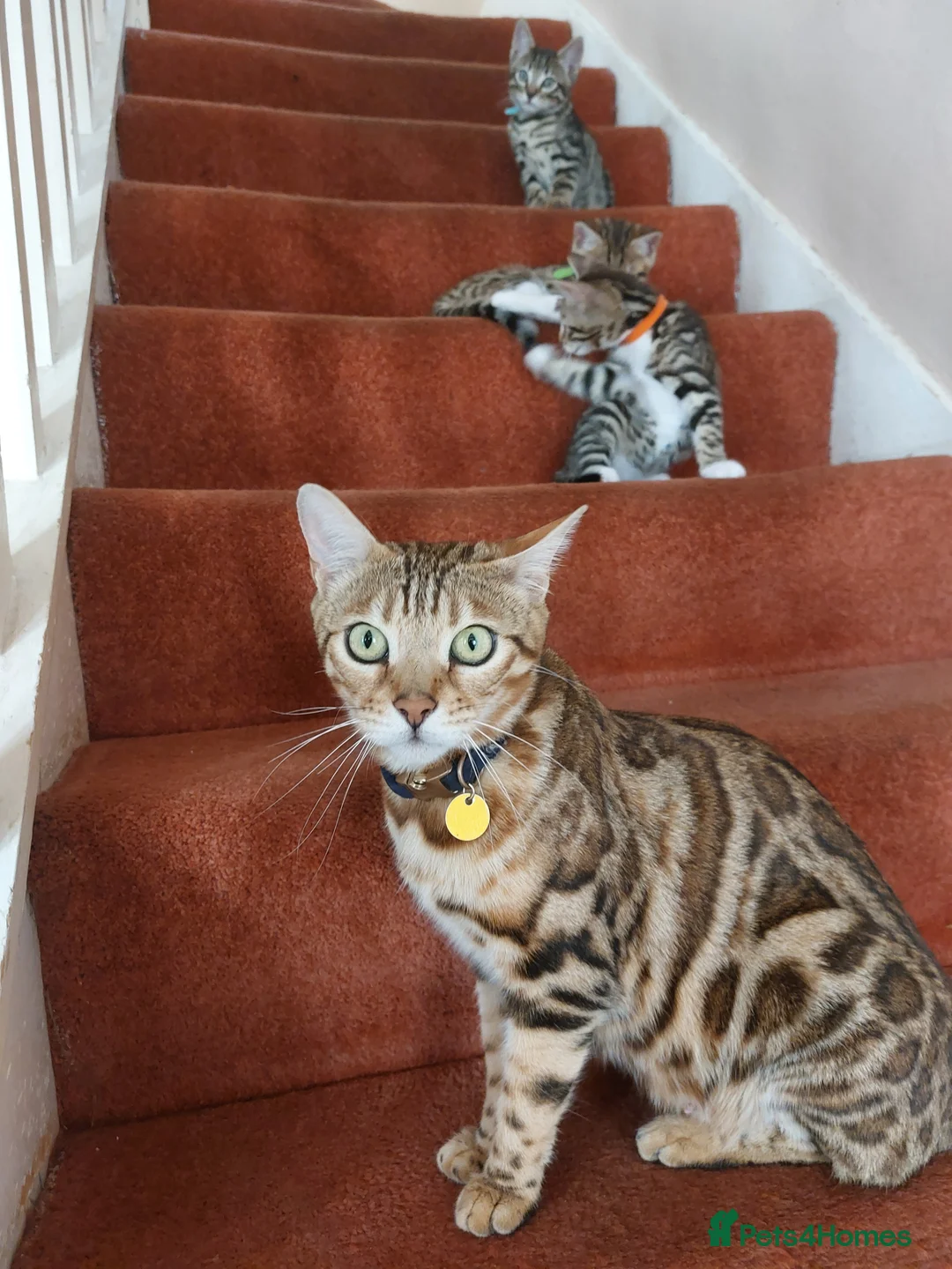 Bengal cats for sale: One BOY💙 left Half BENGAL Mixed X Tabby - Advert 2