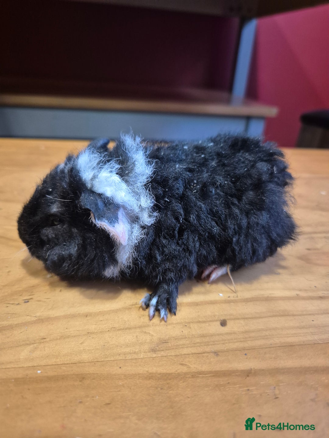 Guinea Pig rodents for sale: Male guinea pigs  - Advert 1