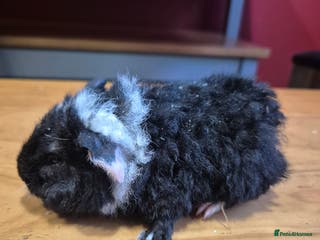 Guinea Pig rodents Male guinea pigs - Advert 1