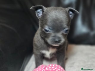 Chihuahua dogs 2 baby boy chiuaua - Advert 14