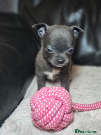 Chihuahua dogs 2 baby boy chiuaua - Advert 17
