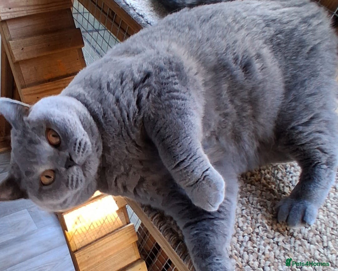 British Shorthair cats for sale: GCCF British Blue Female  - Advert 3