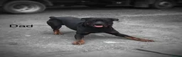 Rottweiler dogs for sale: Rottweiler Pups ready to leave  - Advert 15