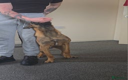 Belgian Shepherd Dog dogs for sale: Kairo - Belgian Malinois - Image 4
