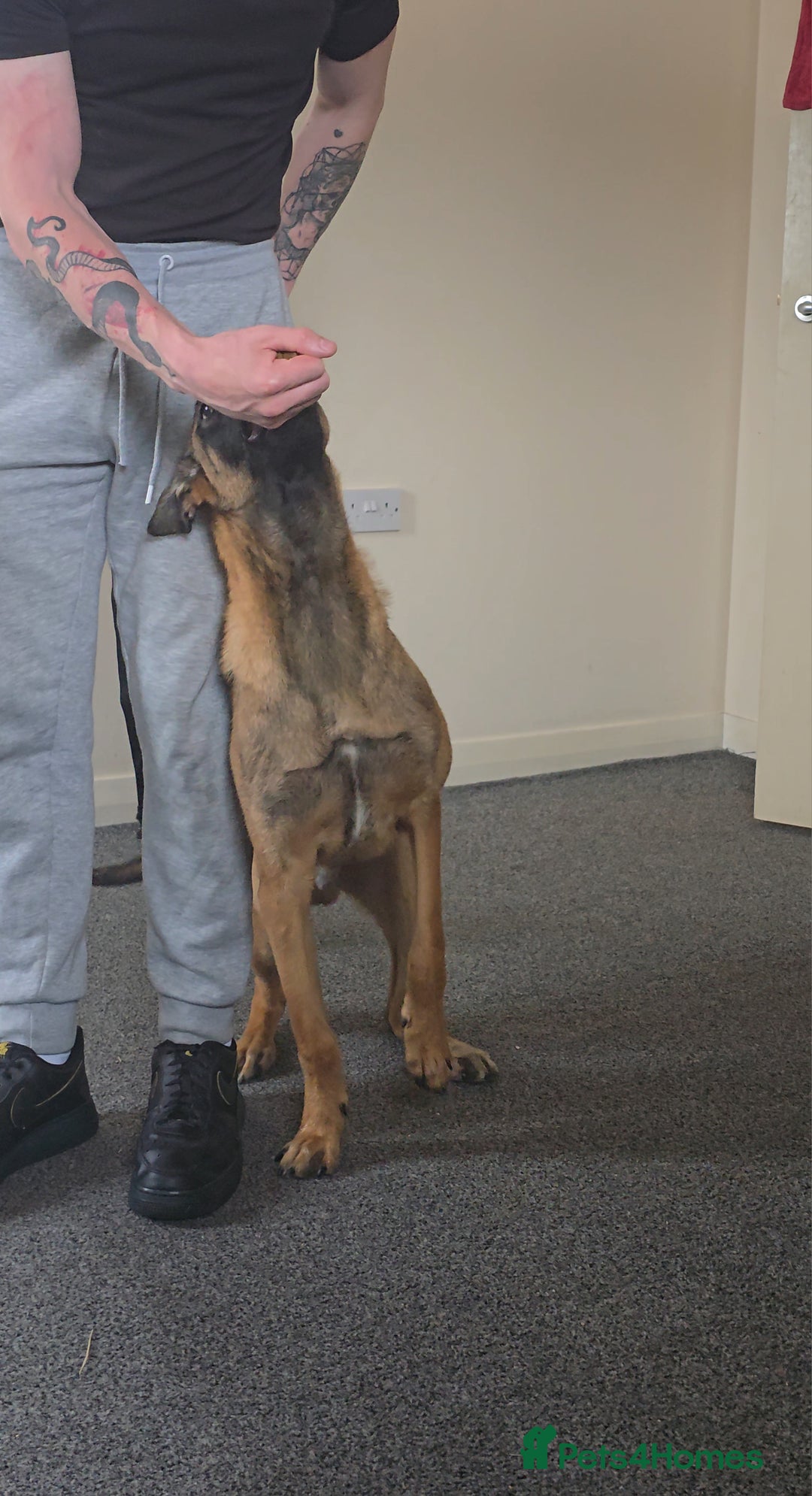 Belgian Shepherd Dog dogs for sale: Kairo - Belgian Malinois - Image 4