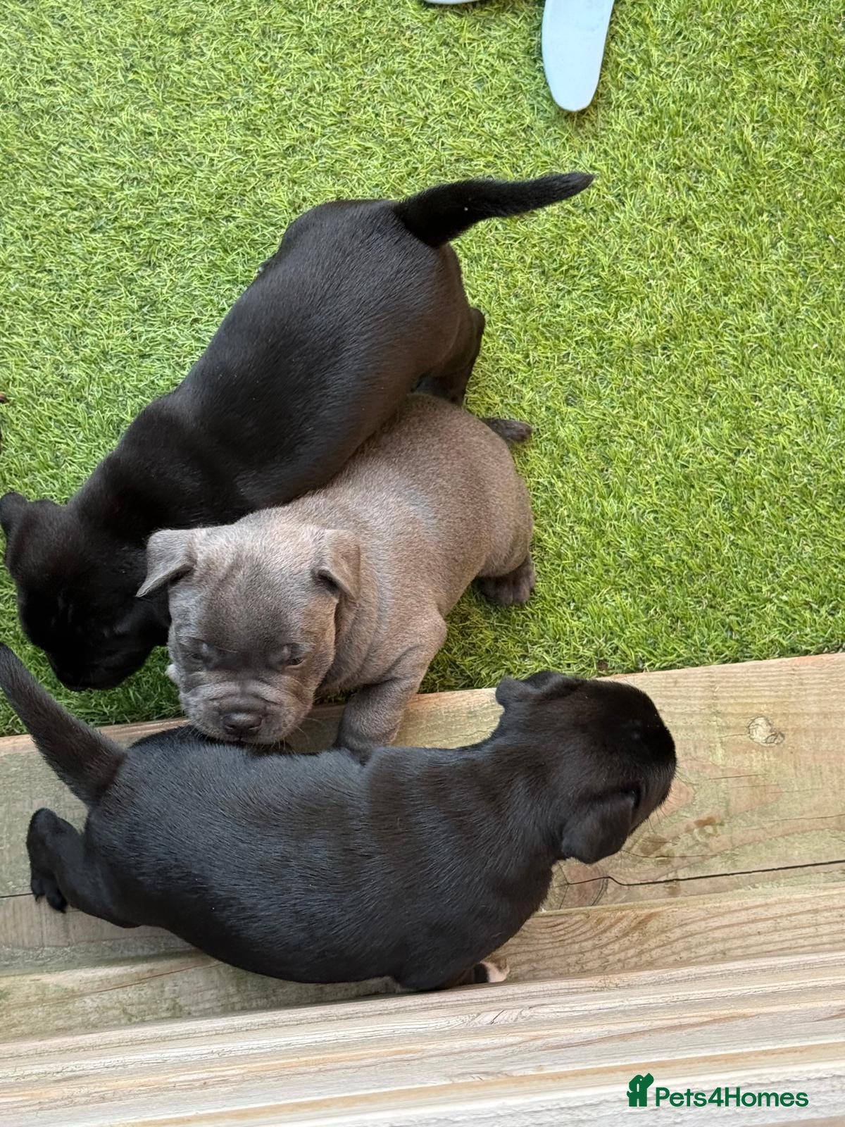 Staffordshire Bull Terrier dogs KC REG CHAMPION Staffordshire bull terrier - Advert 1