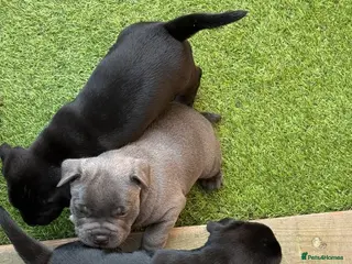 Staffordshire Bull Terrier dogs KC REG CHAMPION Staffordshire bull terrier - Advert 3