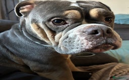 Mixed Breed dogs for sale: Bulldog x Neo Mastiffs  - Image 5