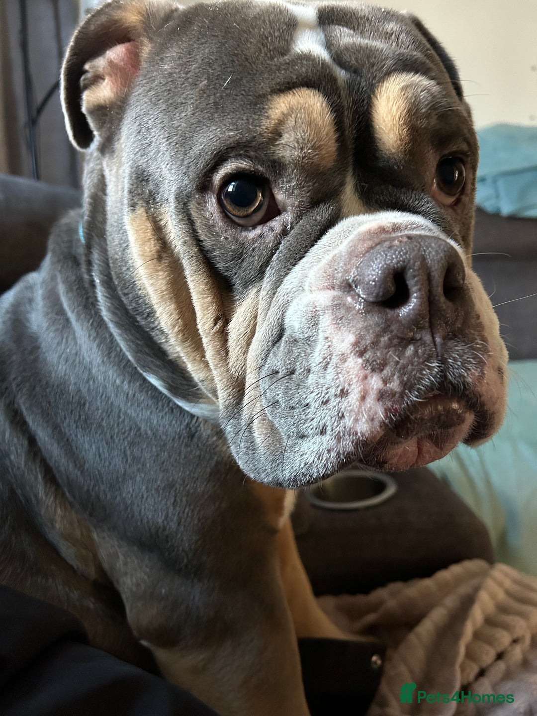 Mixed Breed dogs for sale: Bulldog x Neo Mastiffs  - Image 5