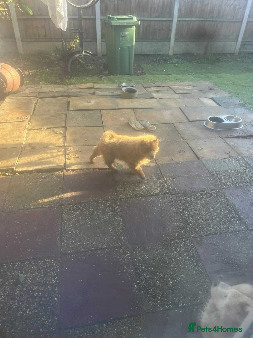 Chow Chow dogs for sale: Chow chow  - Advert 4