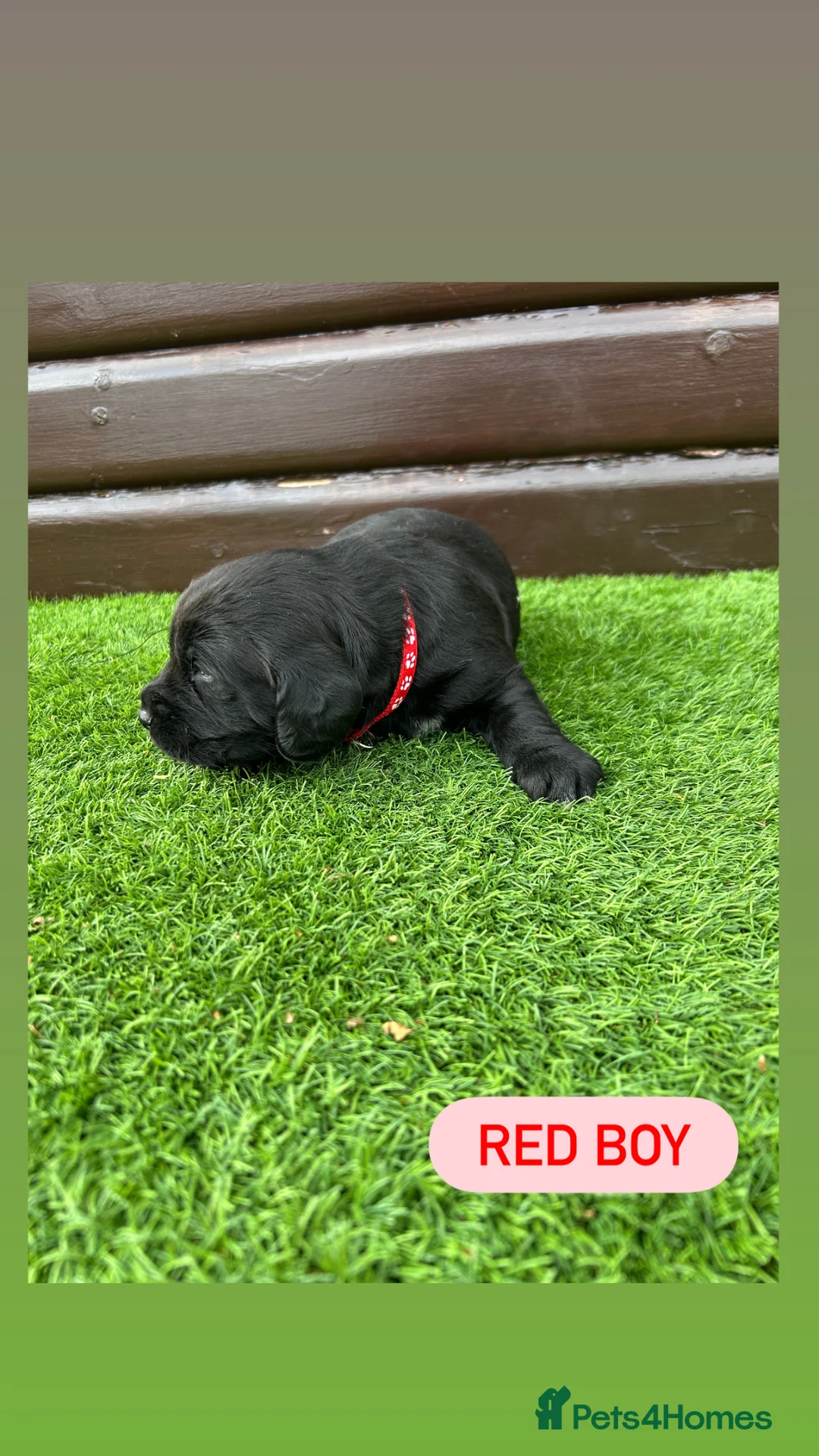 Cockerdor dogs for sale: 6 beautiful cockerdor puppies - Advert 2