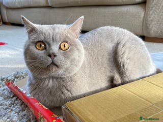 British Shorthair cats Lilac British short hair male - Advert 1