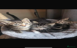 Maine Coon cats for sale: Adorable kittens mixed Maine Coon - Image 3