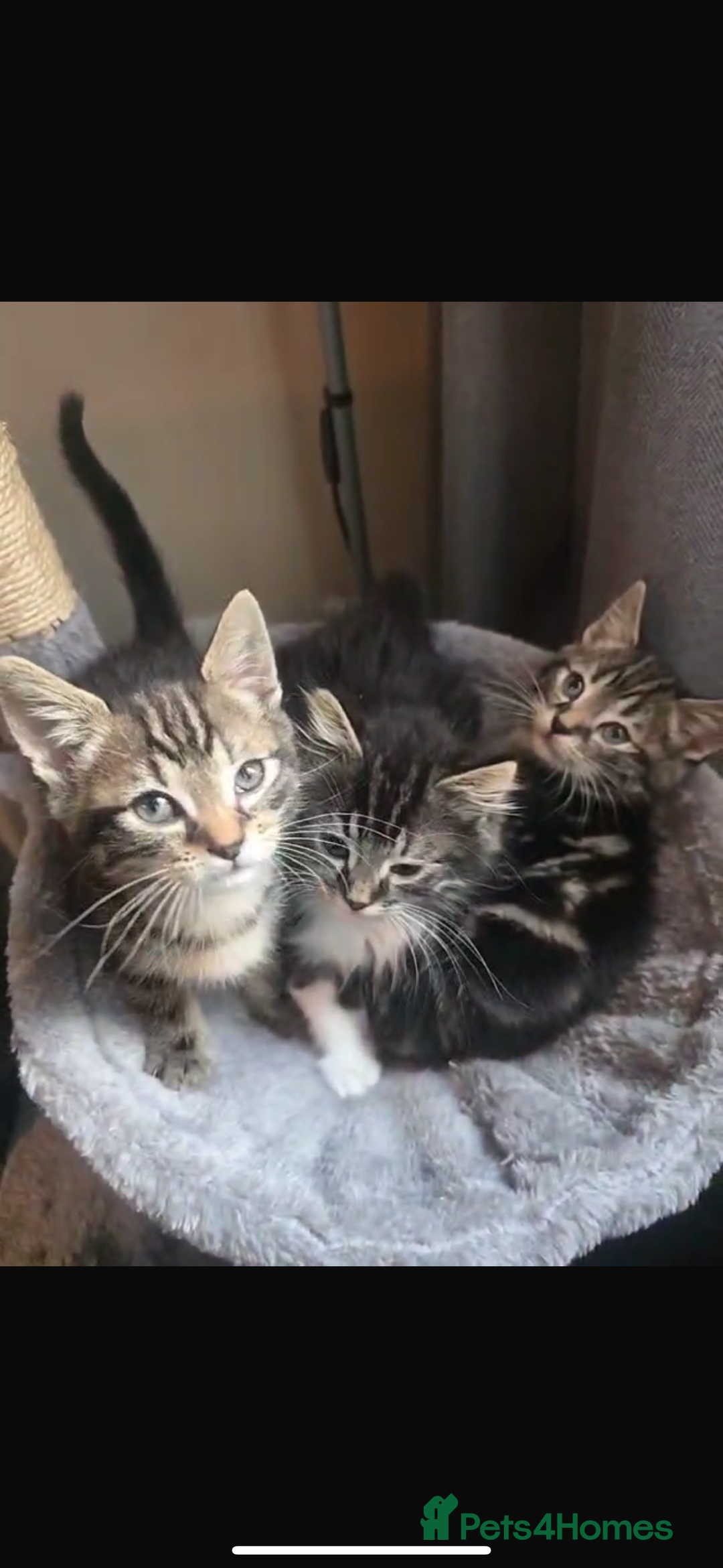Maine Coon cats for sale: Adorable kittens mixed Maine Coon - Image 3
