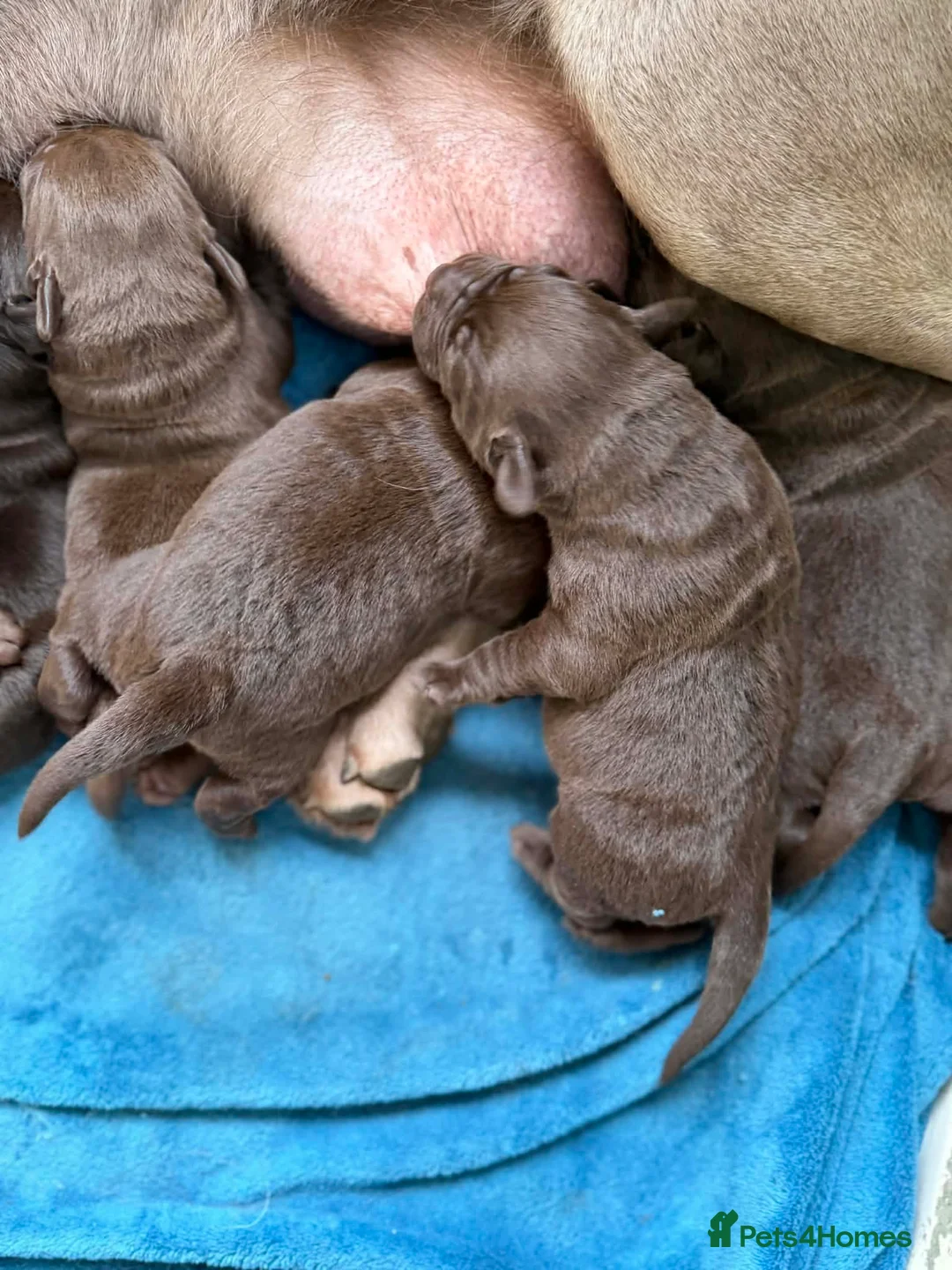 Labrador Retriever dogs for sale: ⭐️Chocolate and Silver Labrador puppies⭐️ - Advert 2