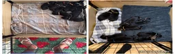 Rottweiler dogs for sale: German Lines Chunky Rottweiler Puppies - Advert 5