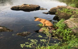 Labrador Retriever dogs for sale: Labrador puppies for sale - Image 4