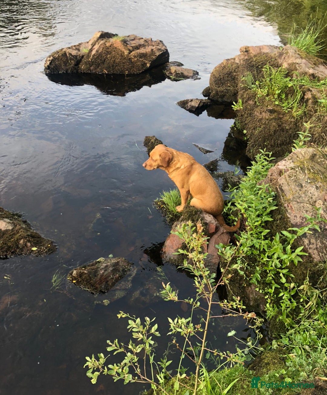 Labrador Retriever dogs for sale: Labrador puppies for sale - Image 4